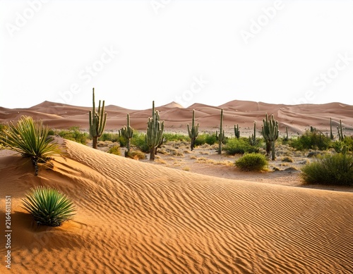 arid desert with sparse vegetation and cactus on white background
