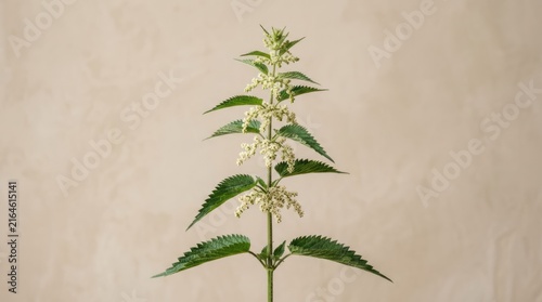 Nettle Plant with White Flowers Plant Flowers Green Leaves Botanical Nature Herb Flora. Concept featuring plant, flowers, green leaves, botanical, nature for professional commercial design.
