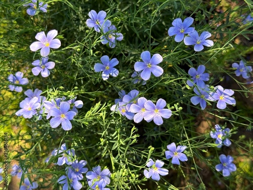 Fotografie Blue flax perennial flowering plant