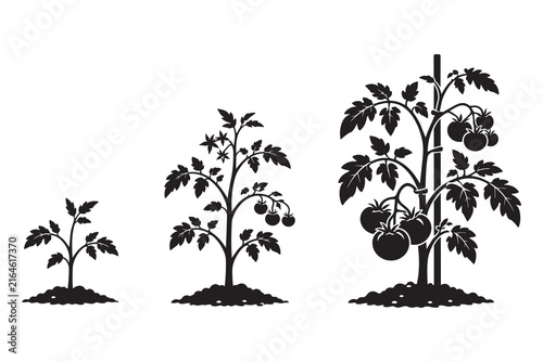 Tomato plant growth stages from seedling to mature harvest