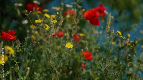 Wild red poppies and yellow flowers in Sant Maurici National Park, Spain
