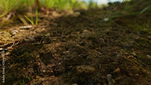 Earth, moss, and tiny ant in Sant Maurici National Park, Catalonia, Spain