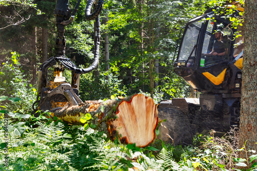 Male logger cutting tree trunk with feller buncher in forest