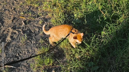 An orange cat walks on a leash in a grassy area under bright sunlight. The cat sniffs the ground and explores its surroundings while being guided by a person