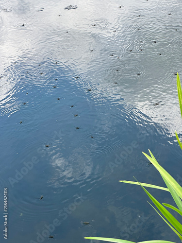 Foto Water striders swimming on calm pond surface reflecting blue sky and clouds with