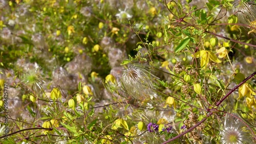 Close-Up of Tangled Yellow Clematis Vines with Silky Seed Heads (Clematis tangutica): A Stunning Nature Photograph of a Summer Garden in Full Bloom with Soft Natural Ligh