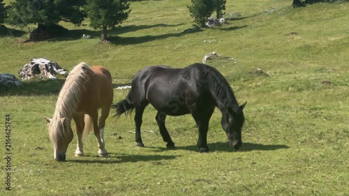 Grazing horses on vibrant green pasture on alpine meadow, Italian Alps.