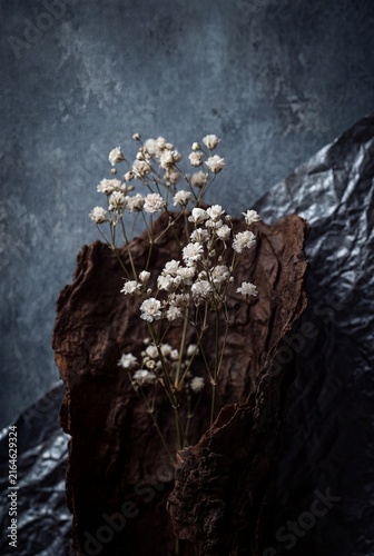 Moody fine art still life of delicate white gypsophila flowers nestled inside rough tree bark
