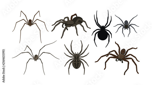 Fotografía Vector collection of realistic creepy spider icons including tarantula widow and