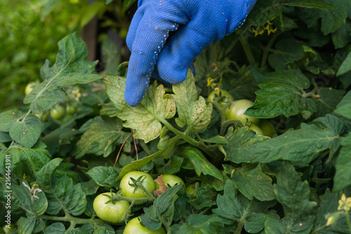 Blue garden glove inspecting early blight leaf spot on tomato plant  