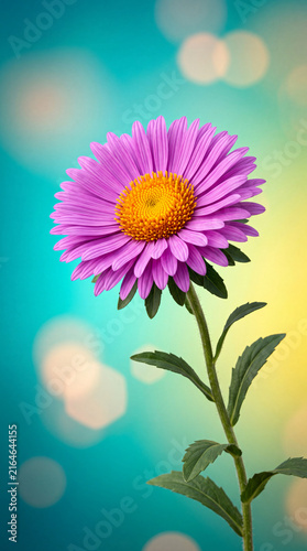 pink daisy flower