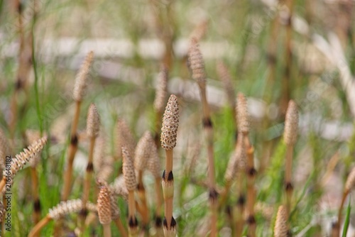 Foto Fertile fertile shoots of field horsetail (Equisetum arvense) with cone-shaped strobili growing in damp spring wetland terrain