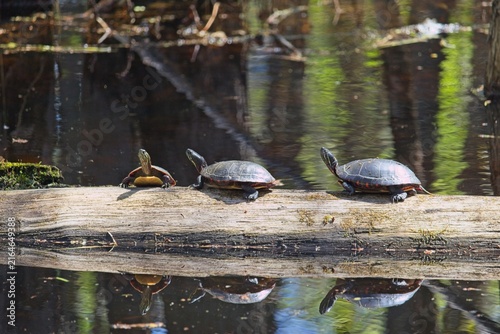 Fotografie Wild painted turtles (Chrysemys picta) basking together on a fallen log in a calm wetland pond in bright sunlight