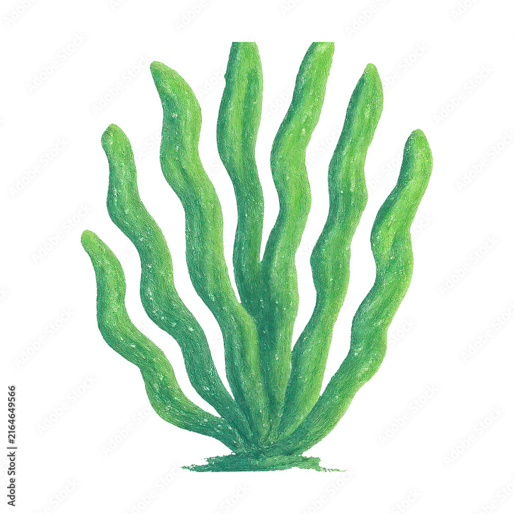 Fototapeta premium PNG Vibrant green seaweed illustration