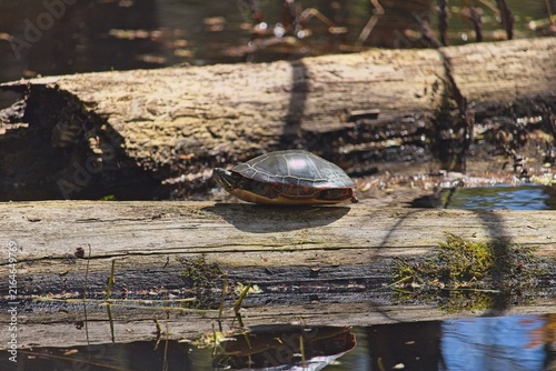 Принти на полотні Wild painted turtles (Chrysemys picta) basking together on a fallen log in a calm wetland pond in bright sunlight