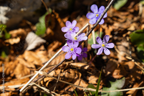 delicati fiori azzurro-violacei della Hepatica nobilis, nota  come erba trinità o anemone epatica, di giorno, in un ambiente naturale in Slovenia, in primavera