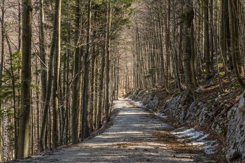 Obraz na płótnie sentiero sterrato immerso in un fitto bosco di alberi alti in Slovenia, con resi