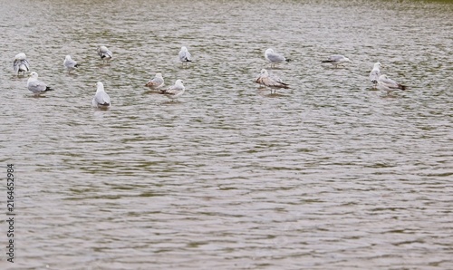 Canvastavla Flock of ring-billed gulls (Larus delawarensis) standing in shallow river water on a sandbar under soft daylight