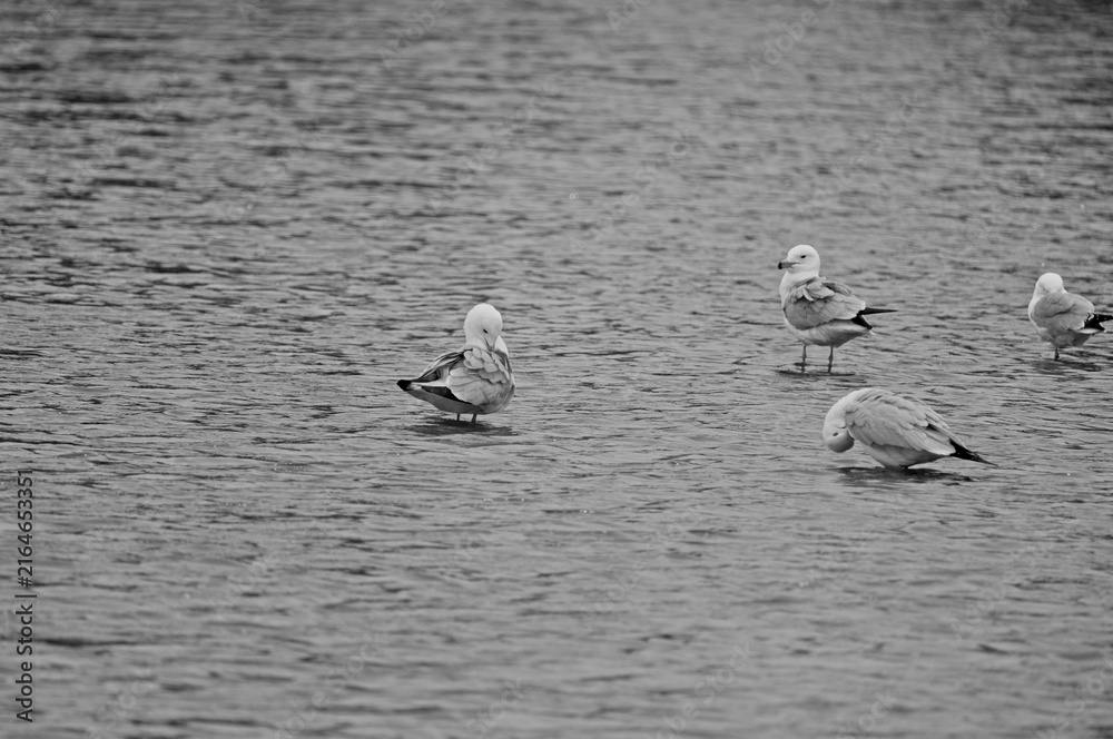 Fototapeta premium Flock of ring-billed gulls (Larus delawarensis) standing in shallow river water on a sandbar under soft daylight.