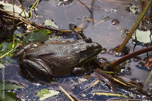 Bild auf Leinwand Wild American bullfrog (Lithobates catesbeianus) resting among duckweed and aquatic plants in shallow swamp pond water