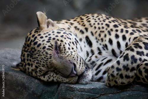Leopard Sleeping Peacefully on Rock with Eyes Closed Close Up Portrait