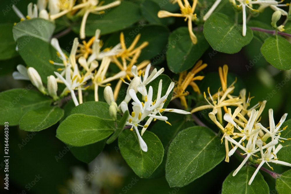 Obraz premium Blooming wild fly honeysuckle (Lonicera) shrub with delicate white and pale yellow flowers and green foliage in bright sunlight.