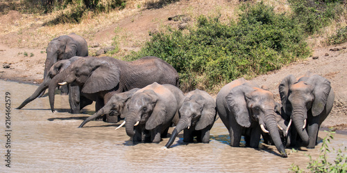 At the watering hole