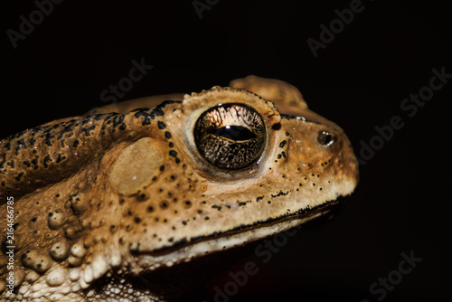 Canvastavla Profile view of a common toad's head, close-up macro portrait, black background