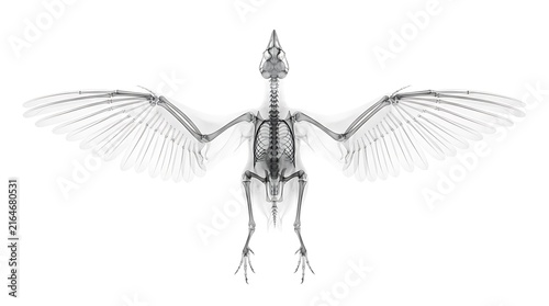 An x-ray of a bird skeleton with wings spread wide, showing detailed bone structure, isolated on a white background, medical science