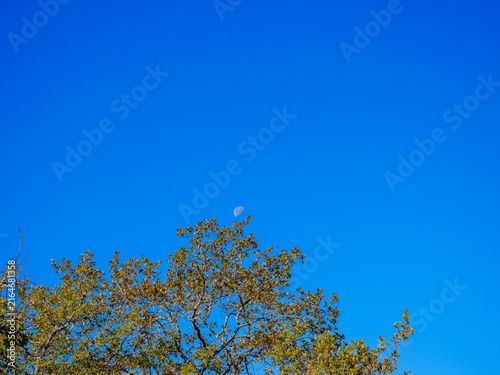 Light Autumn Oak Canopy And Daytime Moon In Blue Sky