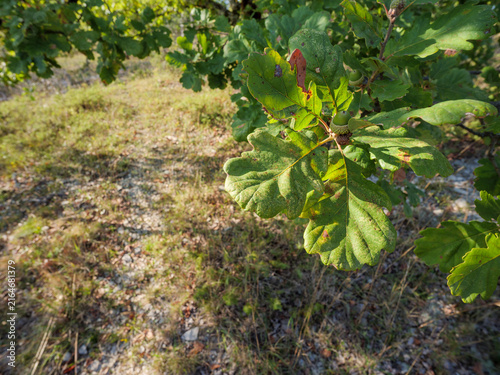 Oak Leaves And Green Acorns In Warm Woodland Evening Light