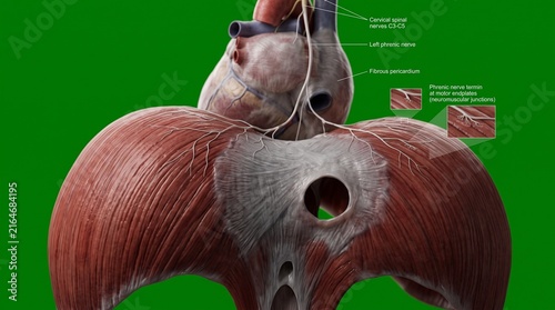Phrenic nerve innervating the human diaphragm muscle anatomy medical illustration