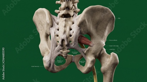 Human Pelvis Anatomy with Sacrotuberous Ligament Highlighted for Medical Education