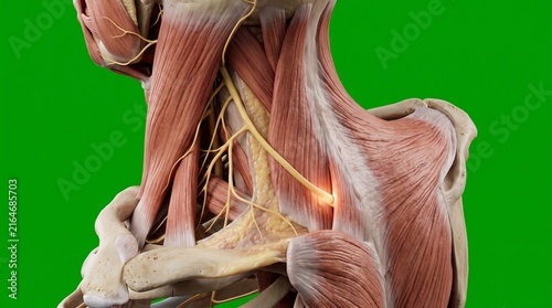3D medical illustration of human neck muscles and spinal accessory nerve anatomy in green background