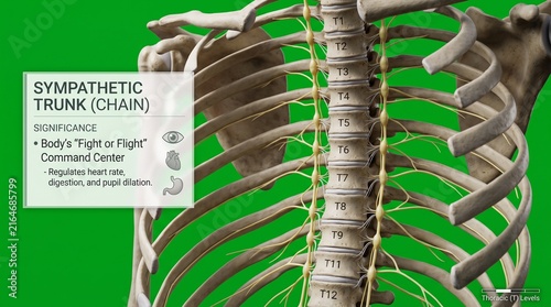 Sympathetic trunk medical illustration showing human thoracic spine and nervous system.