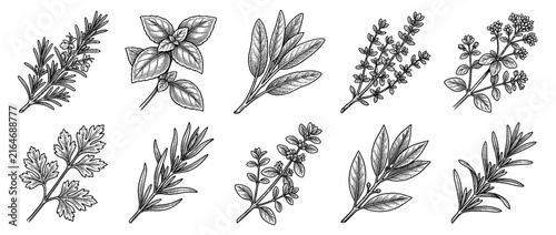 Hand Drawn Vintage Culinary Herb Collection, Engraving Style Botanical Illustration of Basil, Rosemary, Sage, Thyme isolated on white background