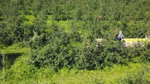 Sideways flight above apple picking in Tula