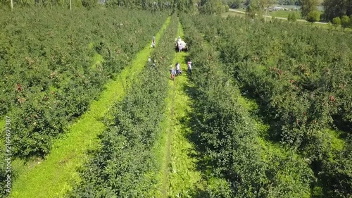Forward drone flight over apple harvest path