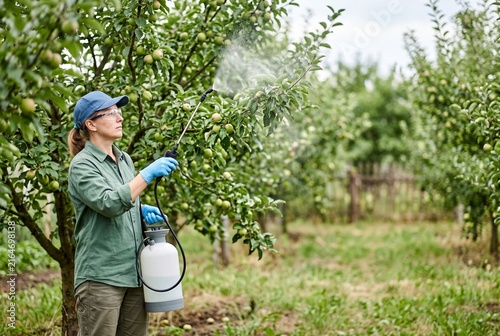 Gardener spraying fruit tree with pesticide in orchard  