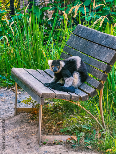 Konstfotografi Black and white ruffed lemur sitting on wooden bench outdoors vertical
