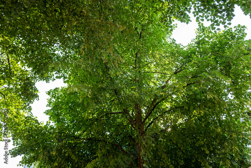 Looking up at vibrant green leaves against bright sky