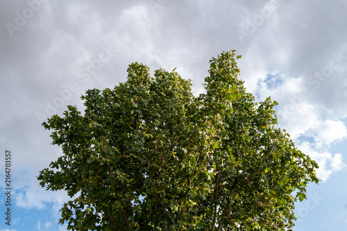Large, leafy tree against dramatic sky with sunlit clouds