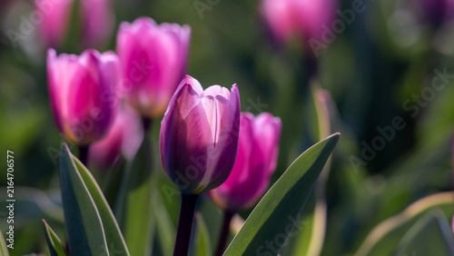 Pink tulip close-up in a sunlit spring garden with soft bokeh background and ...