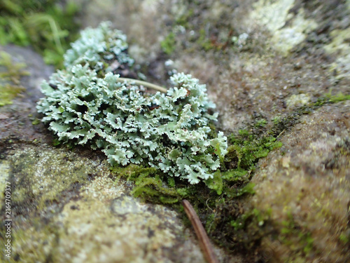 mousse et lichen dans un sous-bois, bryologie	

