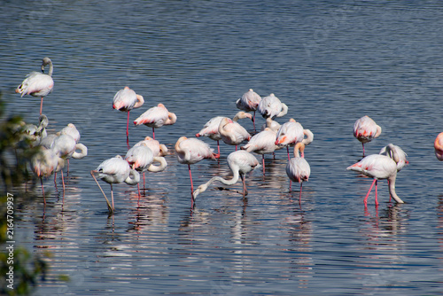 Photography fenicotteri rosa stagno a mare stormo