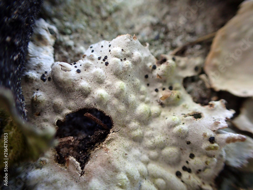 Bild auf Leinwand Champignon sur un arbre en forêt