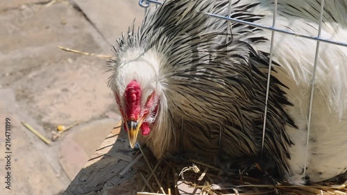 One Large Brahma Chicken Breed in Cage at Poultry Farming