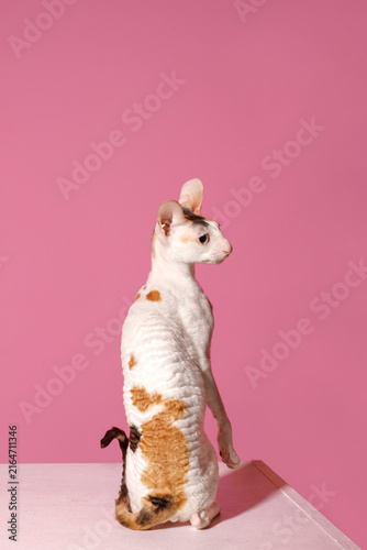 Photography Cute calico cornish rex cat standing turned back vertical format looking away pr