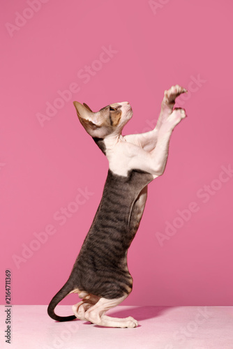 Bild auf Leinwand Cute playful calico cornish rex kitten jumping catching playing on white podium
