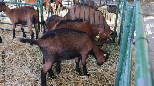 Herd of Young Brown Goats in Enclosure at Breed Farm